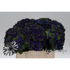 Hydrangea mag charlotte blue