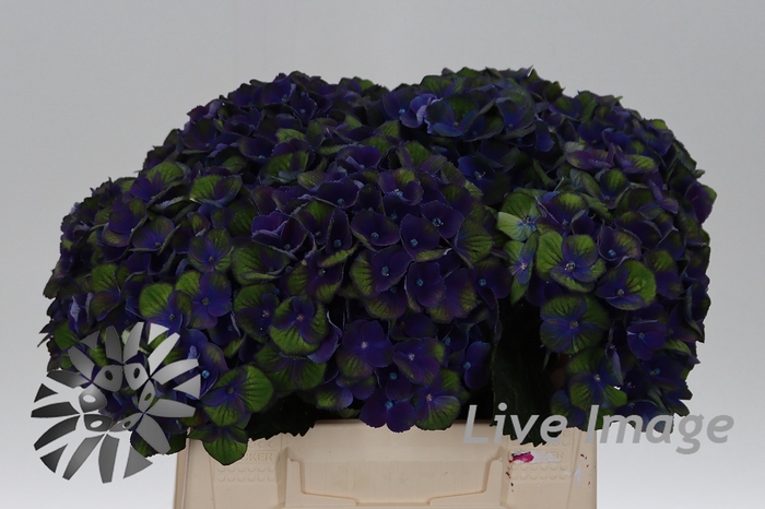 <h4>Hydrangea mag charlotte blue</h4>