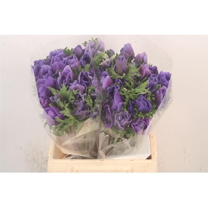 Anem Mistral Blue X25