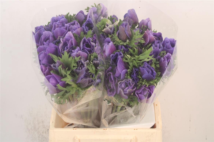 <h4>Anem Mistral Blue X25</h4>