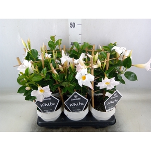 Mandevilla  'Sundavil White'