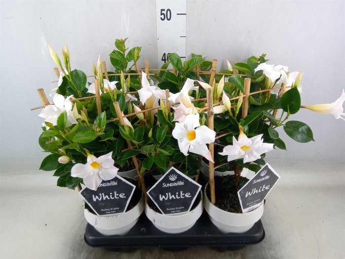 <h4>Mandevilla  'Sundavil White'</h4>
