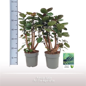 Polyscias Fabian