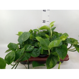 Epipremnum pinn. 'Global Green'