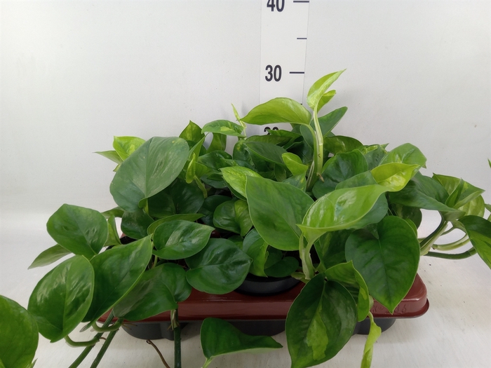 <h4>Epipremnum pinn. 'Global Green'</h4>