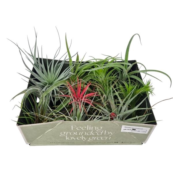 <h4>Tillandsia mix x12 exclusif</h4>