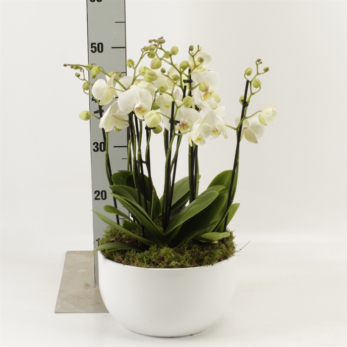 <h4>Phalaenopsis  'Ant Inverness'</h4>