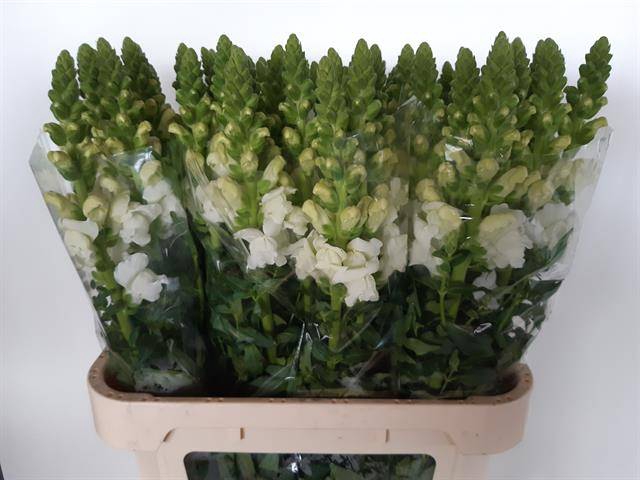 <h4>Antir Antibes White</h4>