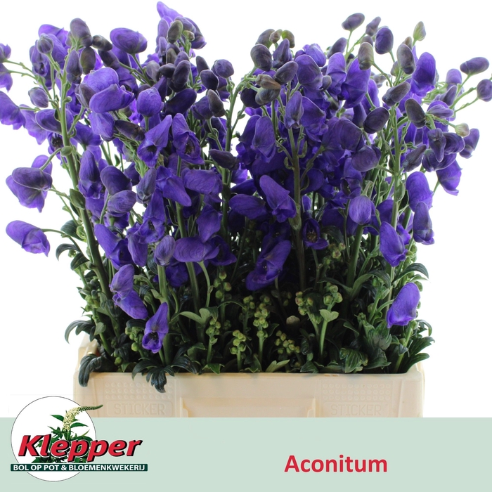 <h4>ACONI CAR ARENDSII</h4>