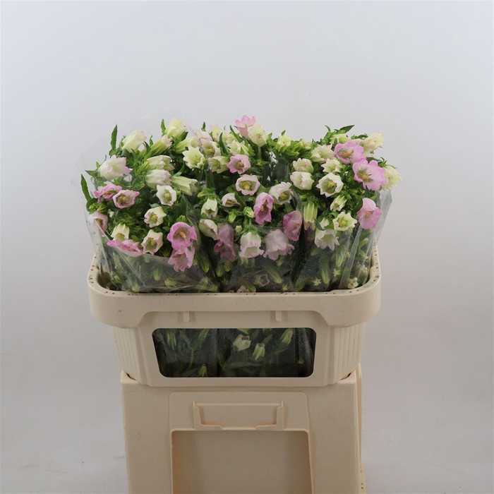 <h4>Campanula Champion Pink</h4>