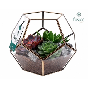 Geometrisch planter Large met succulententen arrangement