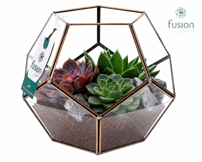 <h4>Geometrisch planter Large met succulententen arrangement</h4>