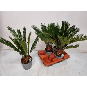 CYCAS REVOLUTA