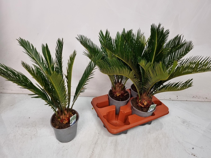<h4>CYCAS REVOLUTA</h4>