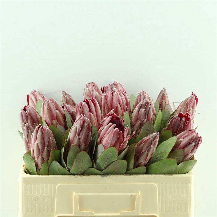 <h4>Protea Sharon</h4>