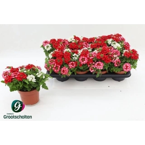 VERBE GEM IN POT