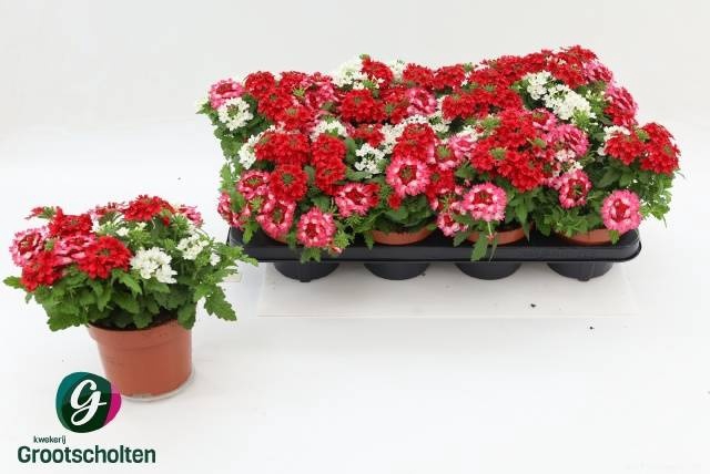 <h4>VERBE GEM IN POT</h4>