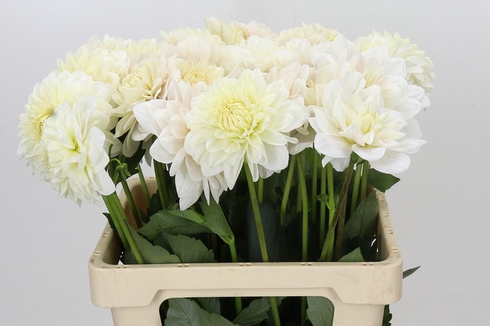 <h4>Dahlia Albaia</h4>