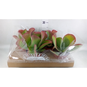 Kalanchoe NF thyrsiflora