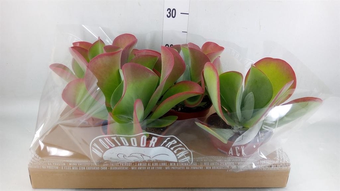 <h4>Kalanchoe NF thyrsiflora</h4>