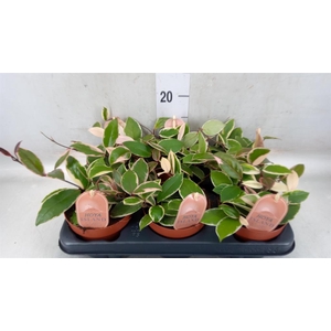 Hoya carnosa 'Floraganza Flamingo'