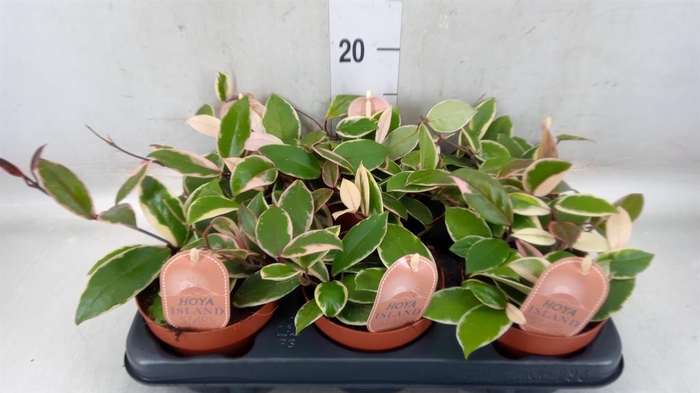 <h4>Hoya carnosa 'Floraganza Flamingo'</h4>