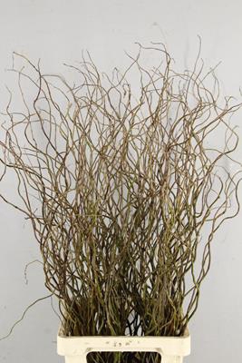 <h4>Salix Tortuosa</h4>