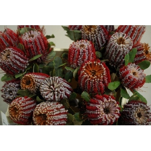 BANKSIA COCCINEA