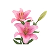 LIRIO BRINDISI 080 CM HT 2/3 FLS