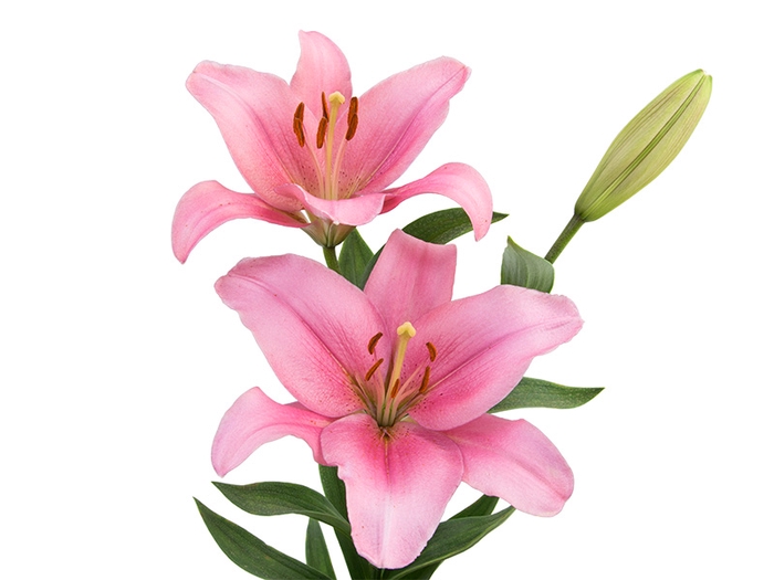 <h4>LIRIO BRINDISI 080 CM HT 2/3 FLS</h4>