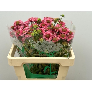 SCAB AT COT CA SCOOP