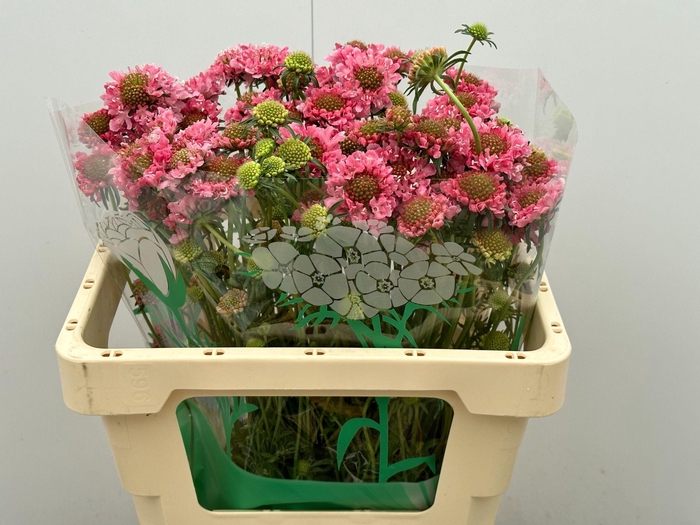 <h4>SCAB AT COT CA SCOOP</h4>