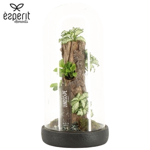 90816: Landscape Terrarium arrangement