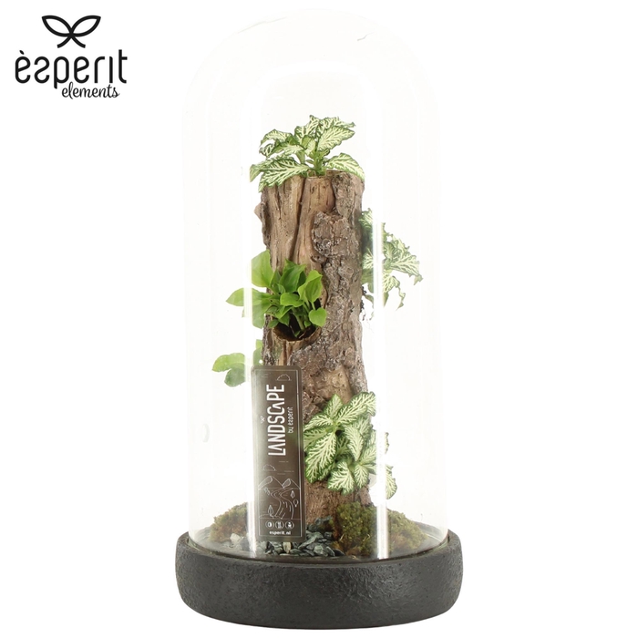 <h4>90816: Landscape Terrarium arrangement</h4>