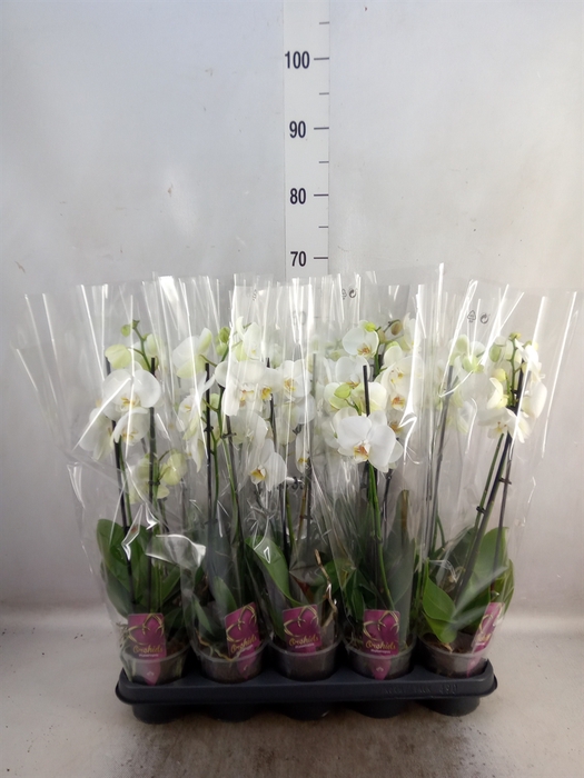 <h4>Phalaenopsis   ...white</h4>