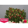 Paeonia Red Charm