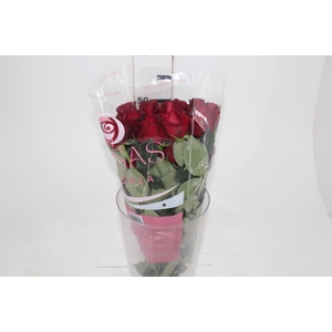 ROSA SAMOURAI 050 CM ESTUFA