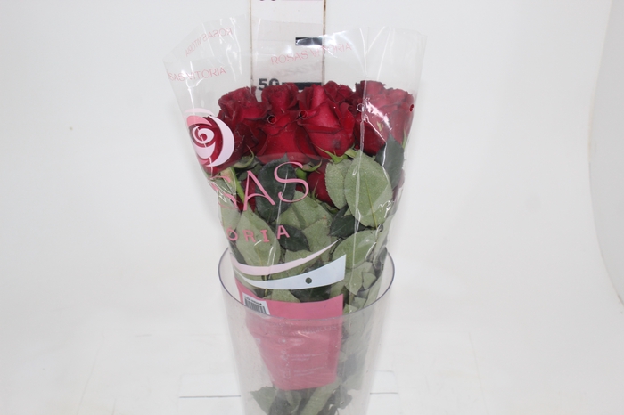 <h4>ROSA SAMOURAI 050 CM ESTUFA</h4>
