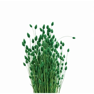 Dried Phalaris X5 Dark Green Bunch