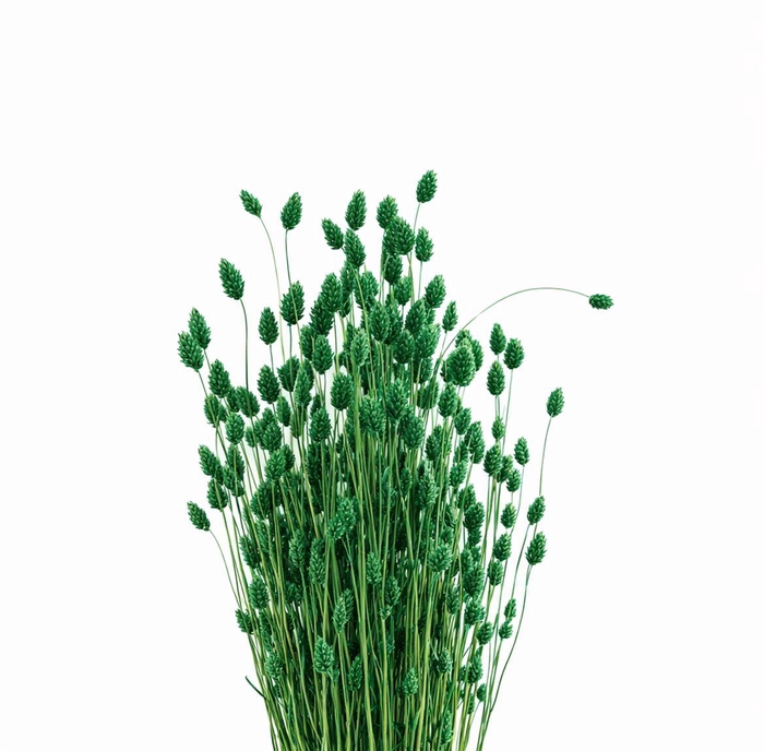 <h4>Dried Phalaris X5 Dark Green Bunch</h4>