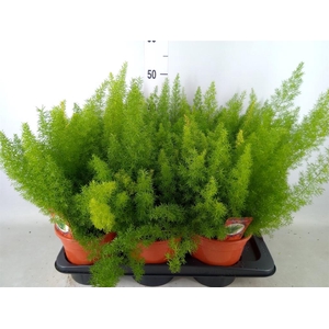 Asparagus dens. 'Meyers'