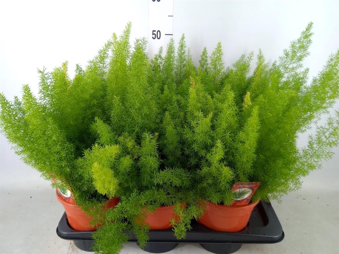 <h4>Asparagus dens. 'Meyers'</h4>