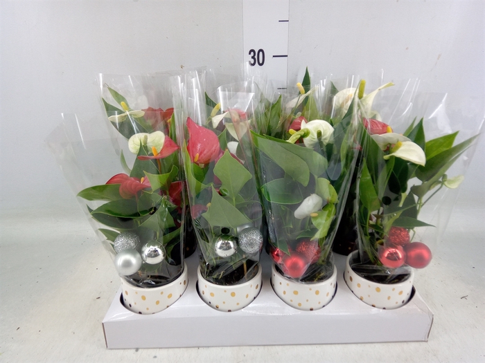 <h4>Anthurium andr.   ...</h4>