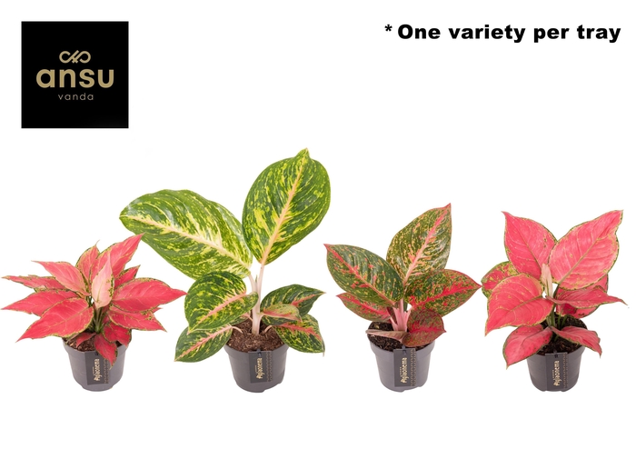 <h4>Aglaonema Red Surprise Tray</h4>