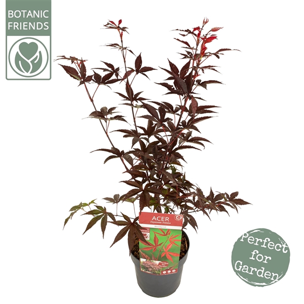 <h4>Acer palm. 'Bloodgood' PREMIUM</h4>