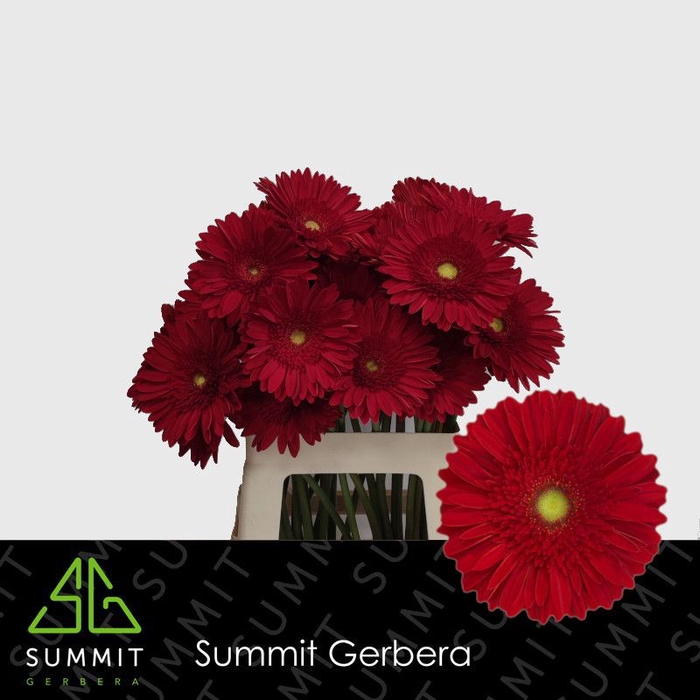 <h4>Gerbera Dinero Water</h4>