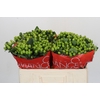 Hypericum Lucky Romance