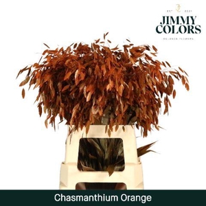Chasmanthium L70 Orange