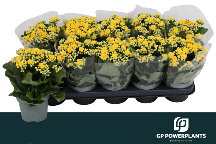 <h4>Kal Ge Perfecta Yell</h4>