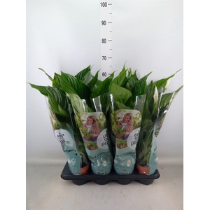 Spathiphyllum  'Sweet Ricardo'